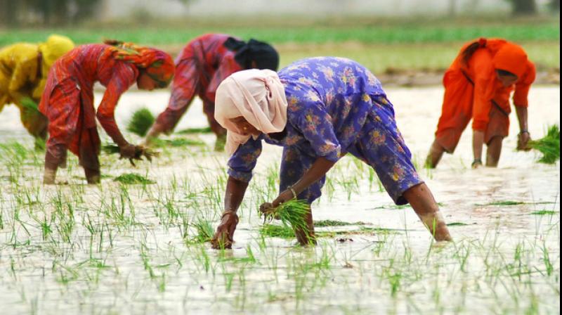 Farmer Families