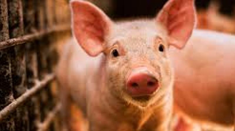 pig pig