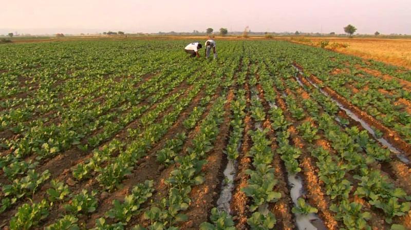 Farming Farming