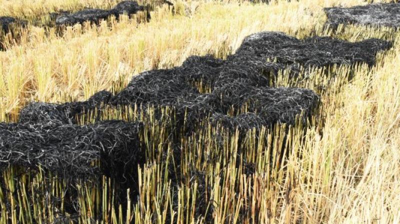 Stubble disposal Stubble disposal