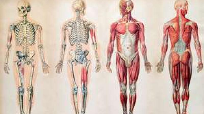 Wrong Life-style causes stones in the human body Wrong Life-style causes stones in the human body