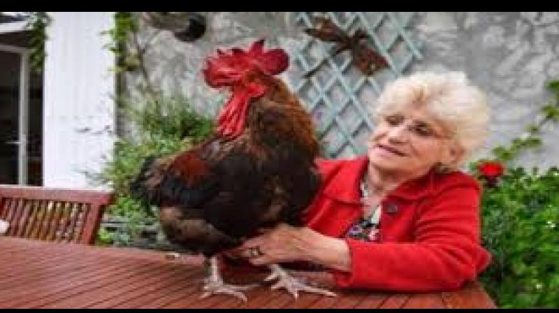 Rooster wins french court battle over right to make noise Rooster wins french court battle over right to make noise
