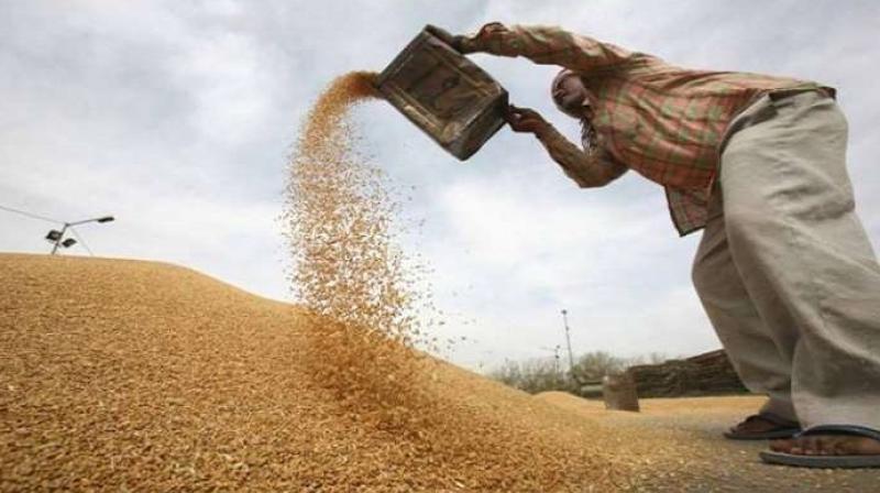 Wheat procurement 