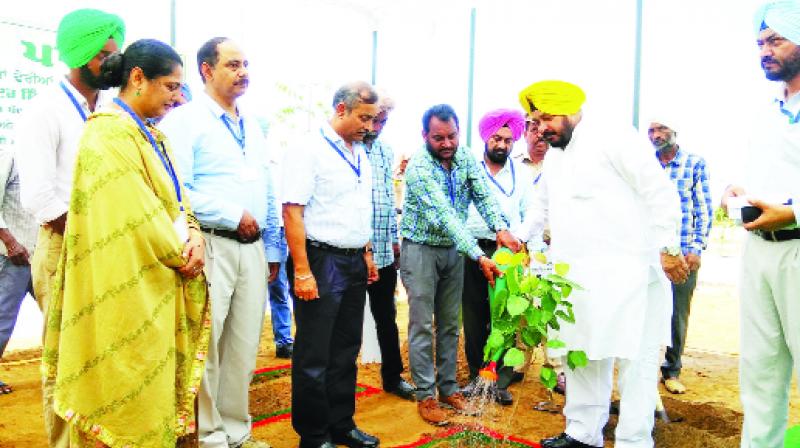 Sadhu Singh Dharamsot imposing water on the plants