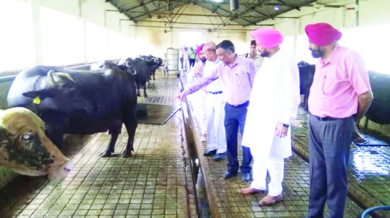  Balbir Singh Sidhu visiting Central Buffalo Research Center