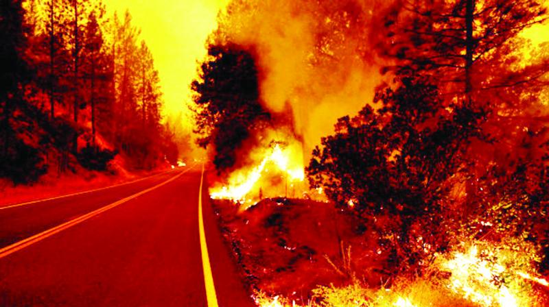 Fire in the Forest Fire in the Forest
