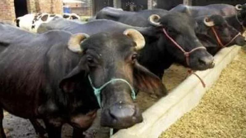 21 buffaloes dead due to toxic water in nullah in lucknow uttar pradesh