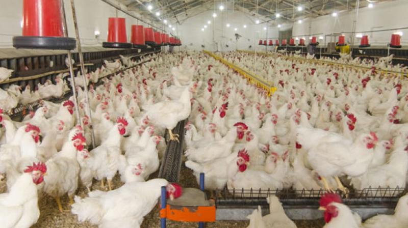 poultry farm poultry farm