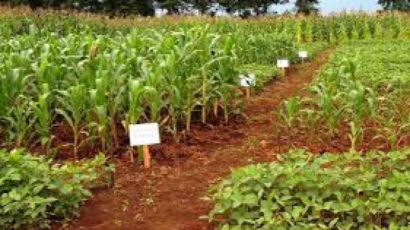 Crop management increases crop fertility
