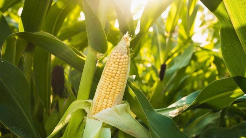 Maize Maize