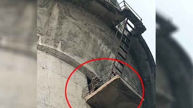 Bull climbs 200 ft high water tank Bull climbs 200 ft high water tank