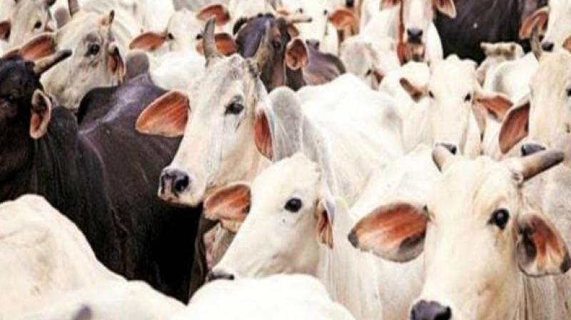 Coats for cows Coats for cows