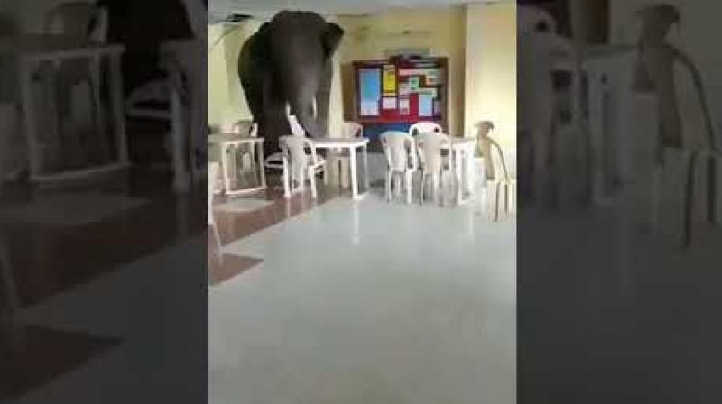 Elephants enter in army canteen