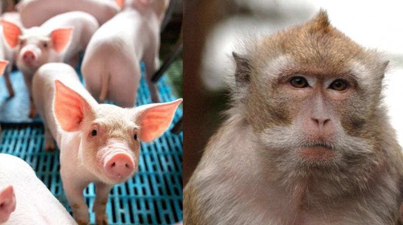 World’s first ever pig-monkey hybrids have been created by Chinese scientists