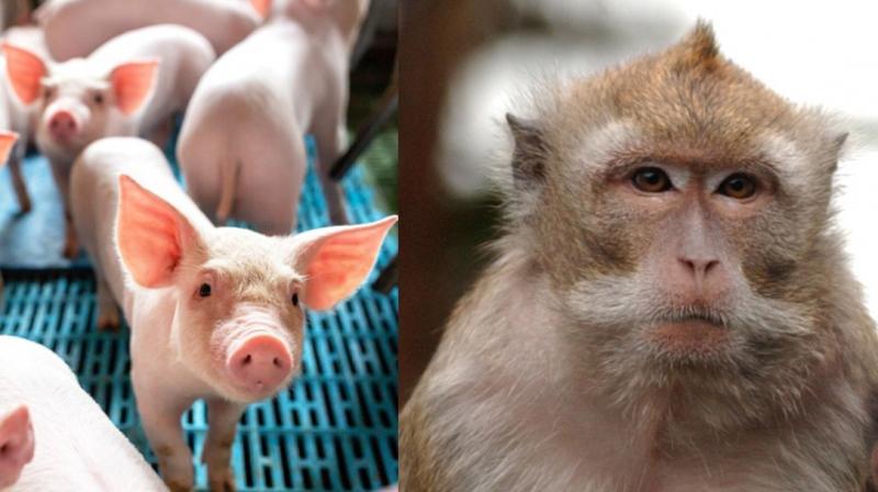 World’s first ever pig-monkey hybrids have been created by Chinese scientists World’s first ever pig-monkey hybrids have been created by Chinese scientists