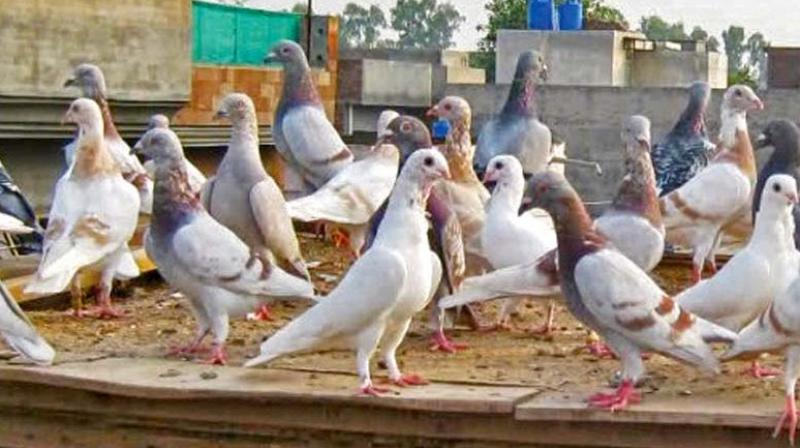 Pakistanis fly into tizzy over their pigeons' love for India