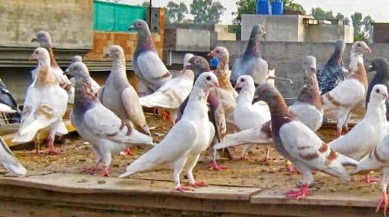 Pakistanis fly into tizzy over their pigeons' love for India Pakistanis fly into tizzy over their pigeons' love for India