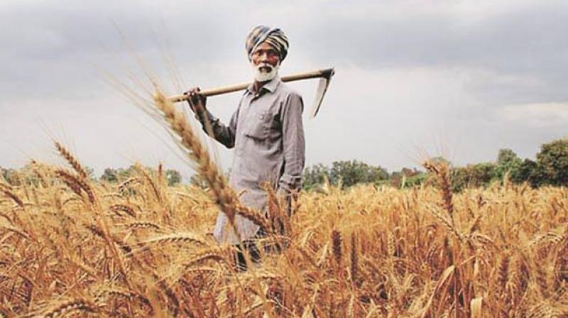 Punjab Farmer