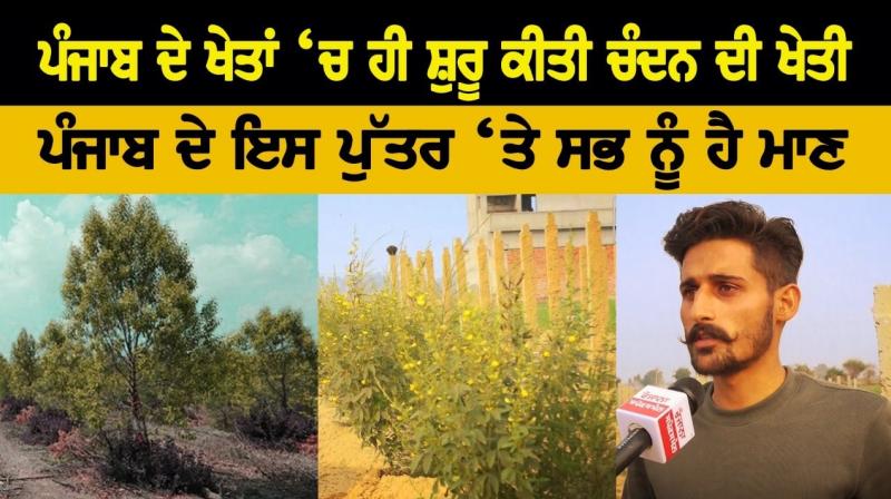 Sandalwood Agriculture Sandalwood Agriculture