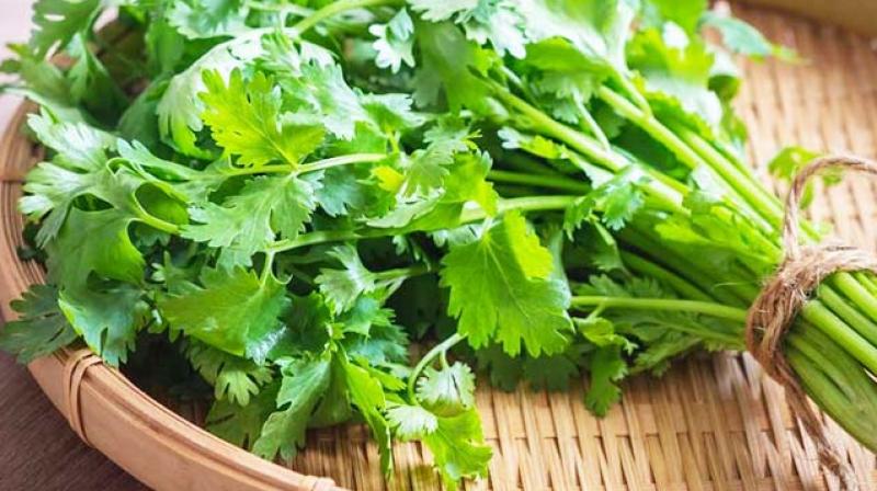 Coriander Coriander