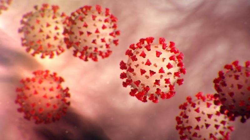 Corona Virus Corona Virus