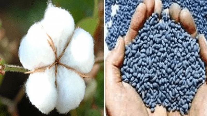 Cotton Seeds 