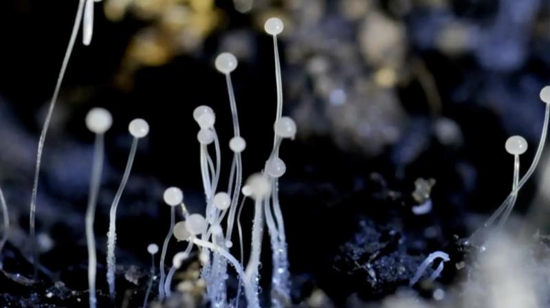 Black Fungus Black Fungus