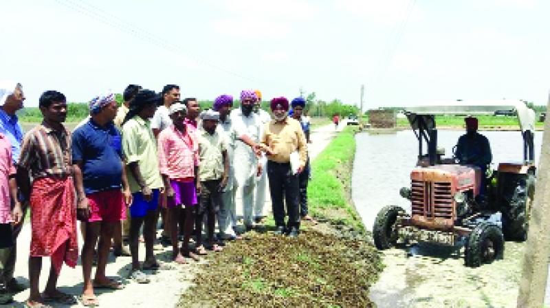 Sowning Paddy in Walipur 