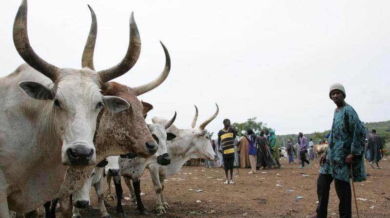 Nigeria clashes between herders and farmers rises to 85 Nigeria clashes between herders and farmers rises to 85