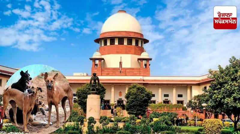 Supreme Court takes a tough stand on the issue of stray dogs