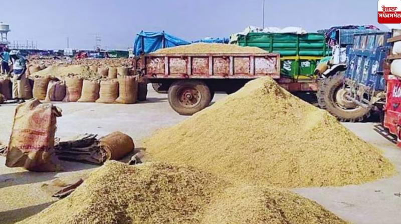 punjab paddy mandi News punjab paddy mandi News