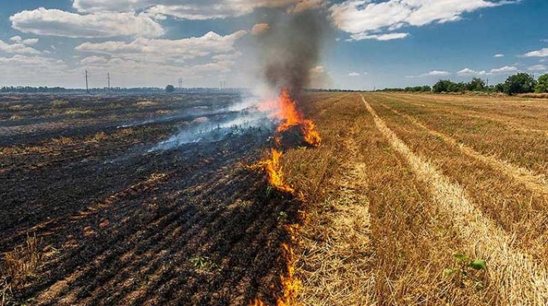 Punjab Stubble Burning News in punjabi Punjab Stubble Burning News in punjabi