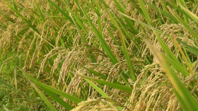Paddy Crop Paddy Crop