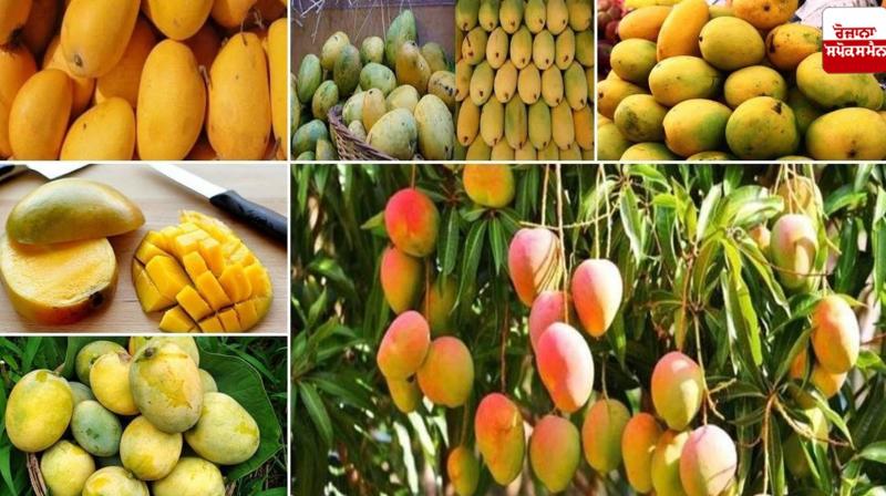 Do not eat these things after eating mango Health News Do not eat these things after eating mango Health News