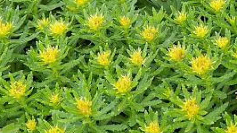 Sanjeevani plant solo in Ladakh Sanjeevani plant solo in Ladakh