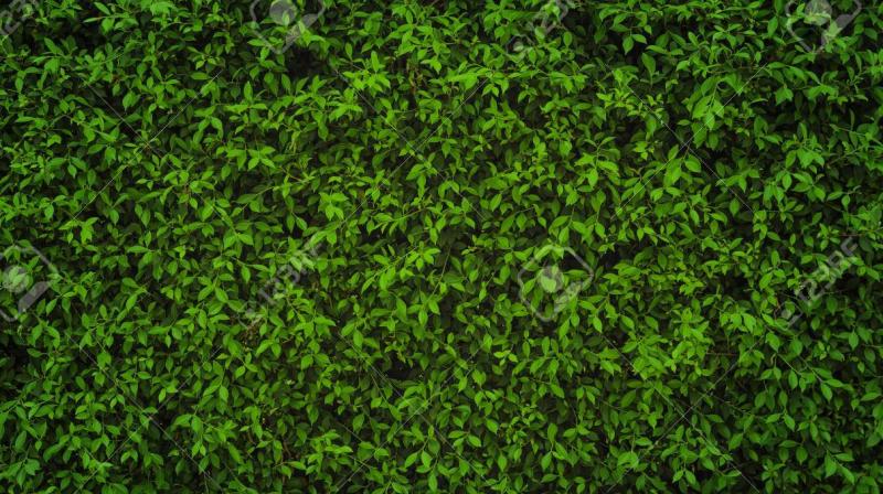 Leaves Leaves
