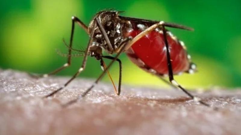 Dengue Dengue