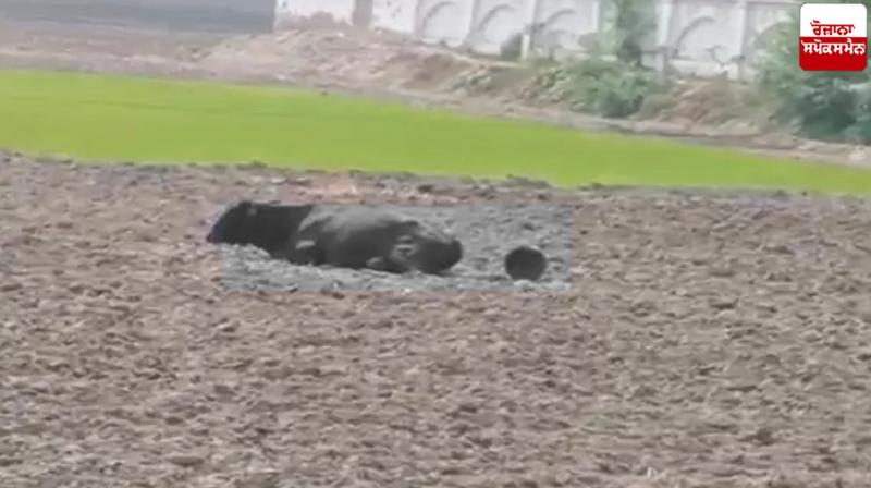 Farmer shoots bull in Firozpur news in punjabi Farmer shoots bull in Firozpur news in punjabi