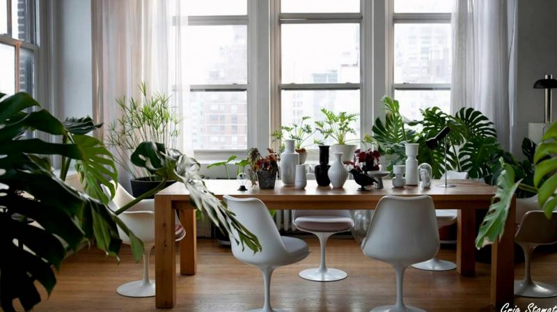 These plants will give the house a unique look