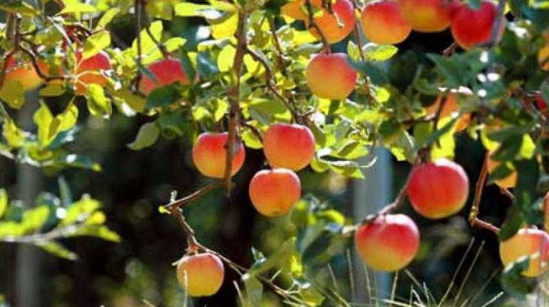 Fruit Plants