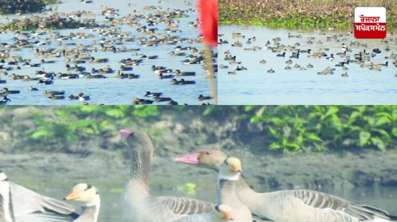 Arrival of 50,000 migratory birds of 100 species in Harike reservoir Arrival of 50,000 migratory birds of 100 species in Harike reservoir