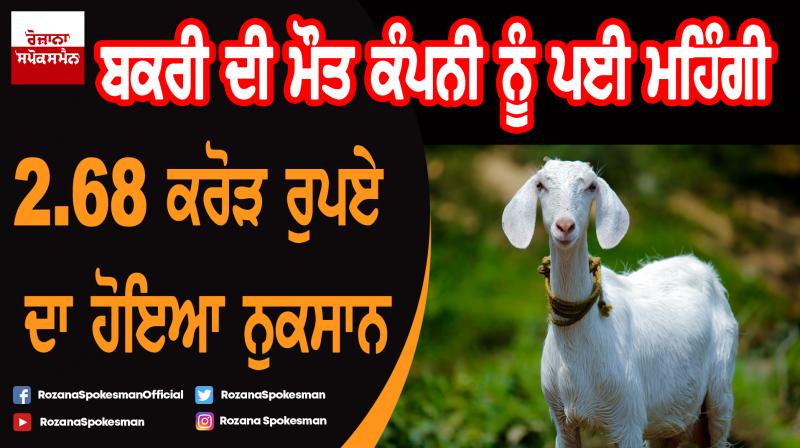 Company loss of Rs 2.68 crore due to death of a goat
