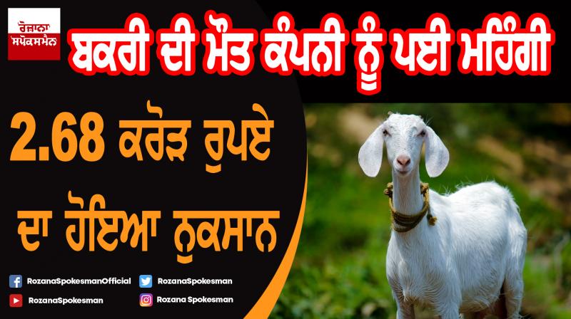 Company loss of Rs 2.68 crore due to death of a goat Company loss of Rs 2.68 crore due to death of a goat