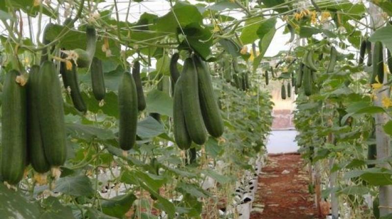 Cucumber Cultivation 