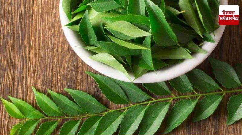 Curry leaf