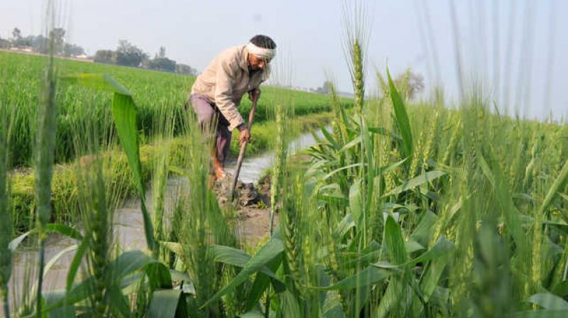 Farmer Farmer