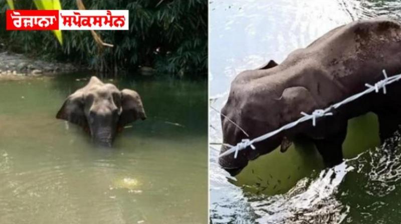 Elephant Elephant