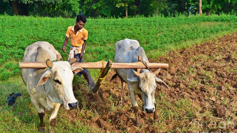 Indian farmer Indian farmer