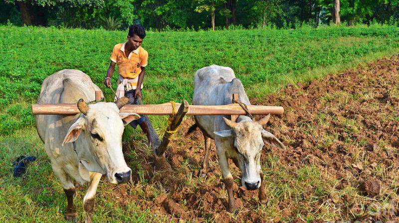 Indian farmer