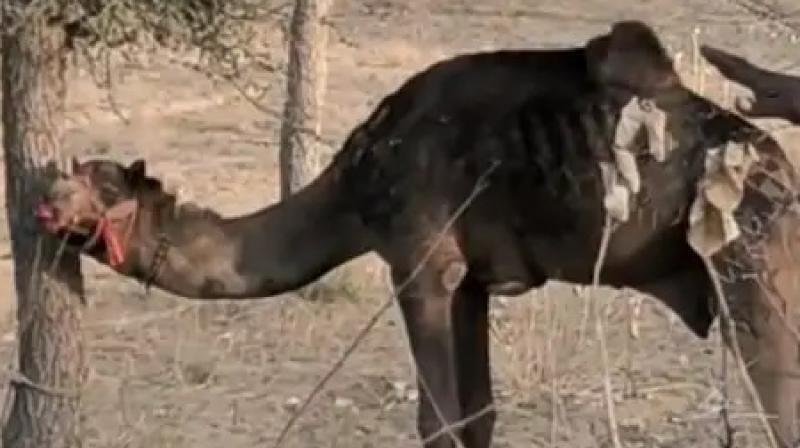 The family beat the camel to death, the camel had put the owner's clothes in its mouth. The family beat the camel to death, the camel had put the owner's clothes in its mouth.